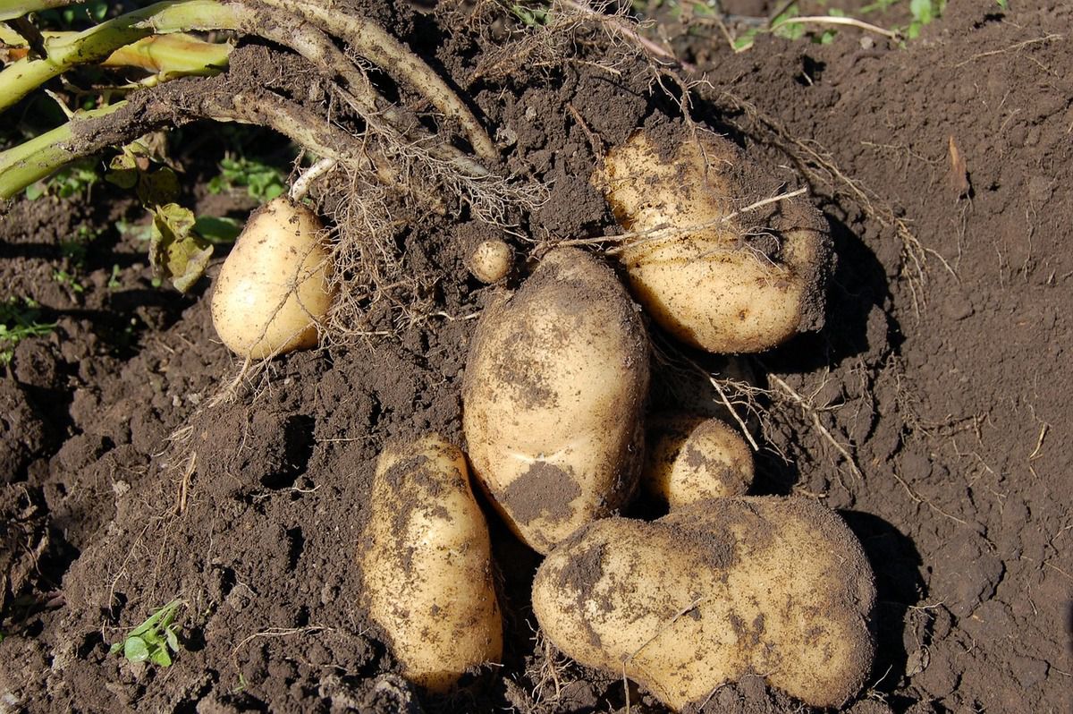 Зеленіє картопля: чому так відбувається, та які запобіжні заходи існують. Картоплі властиво зеленіти після викопування.