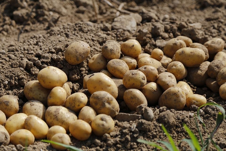 Куди можна подіти браковану картоплю після збору врожаю. Бракована картопля теж стане у нагоді у господарстві.