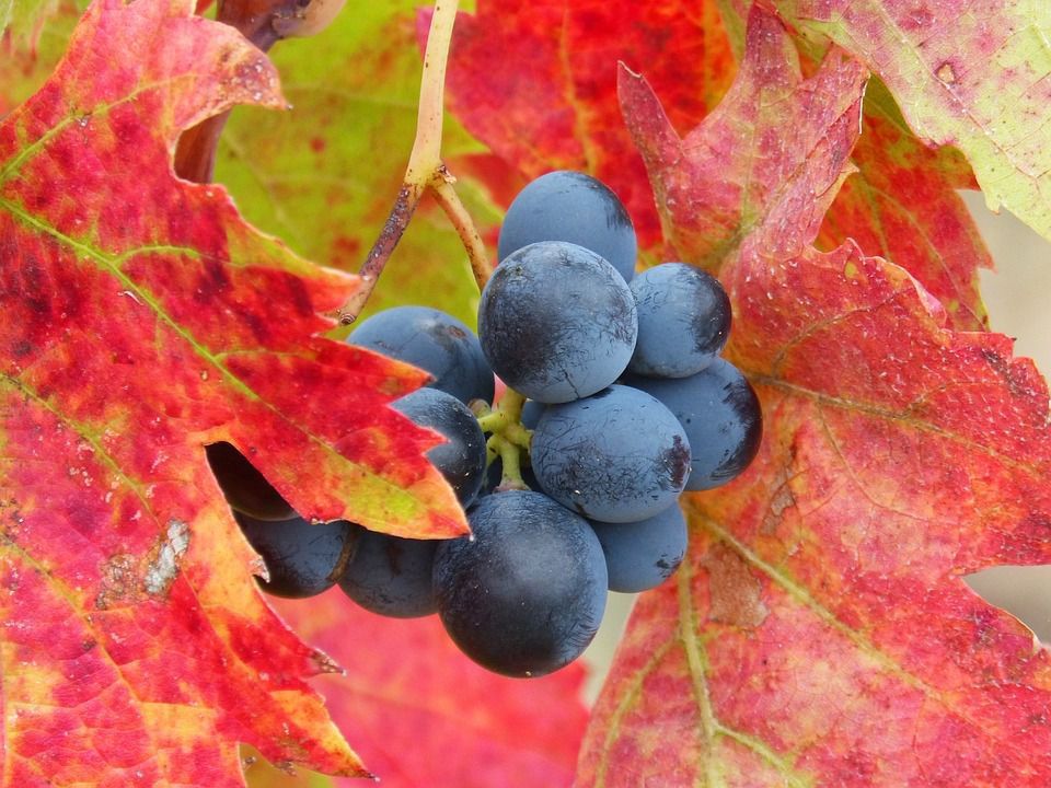 Причини червоніння листя винограду