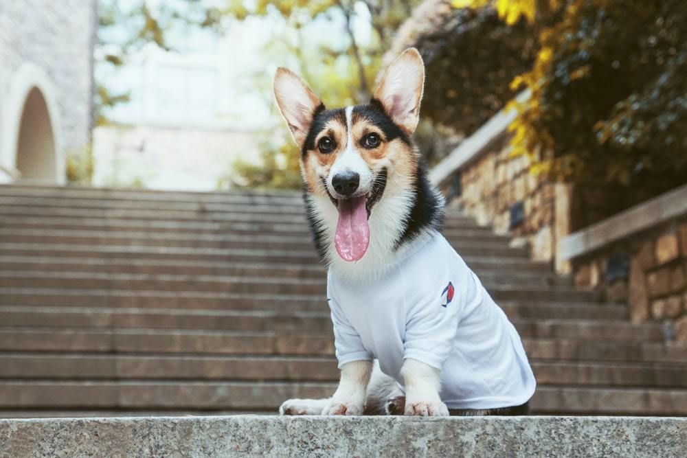Добрий хлопець віддав свою футболку вуличній собаці, яка мерзла від холоду. Цей добрий вчинок привернув увагу перехожих. Тепер про нього знають усі!