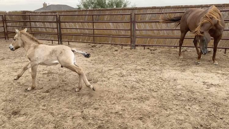 Вченим вдалося клонувати померлого 22 роки тому коня Пржевальського заради збереження вимираючого виду. Знайомтеся лоша Курт — символ відродження коней Пржевальського.