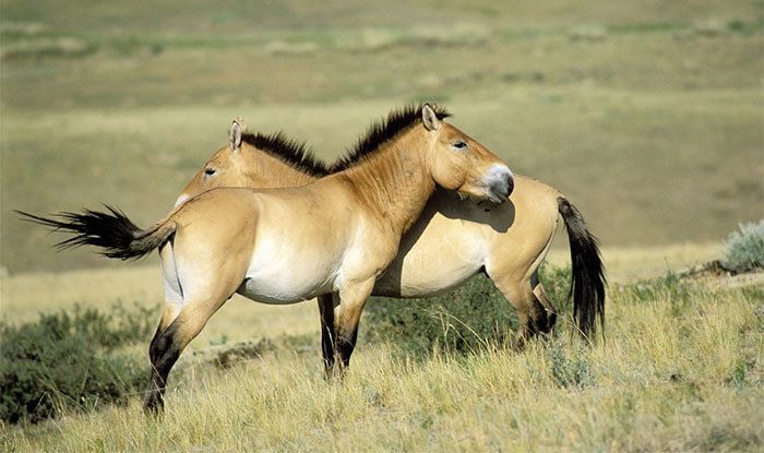 Вченим вдалося клонувати померлого 22 роки тому коня Пржевальського заради збереження вимираючого виду. Знайомтеся лоша Курт — символ відродження коней Пржевальського.