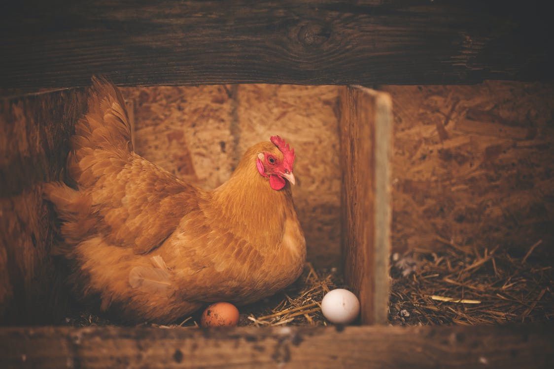 Як зрозуміти, плодовита ваша курка на яйця, чи ні — внутрішні та зовнішні ознаки. Визначити продуктивність курки не так складно.