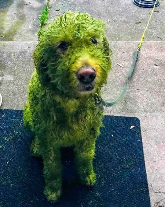 Муж выпустил белую собаку на прогулку и пожалел, ведь обратно вернулся "монстр" зеленого цвета. Загадочный инцидент с собакой.