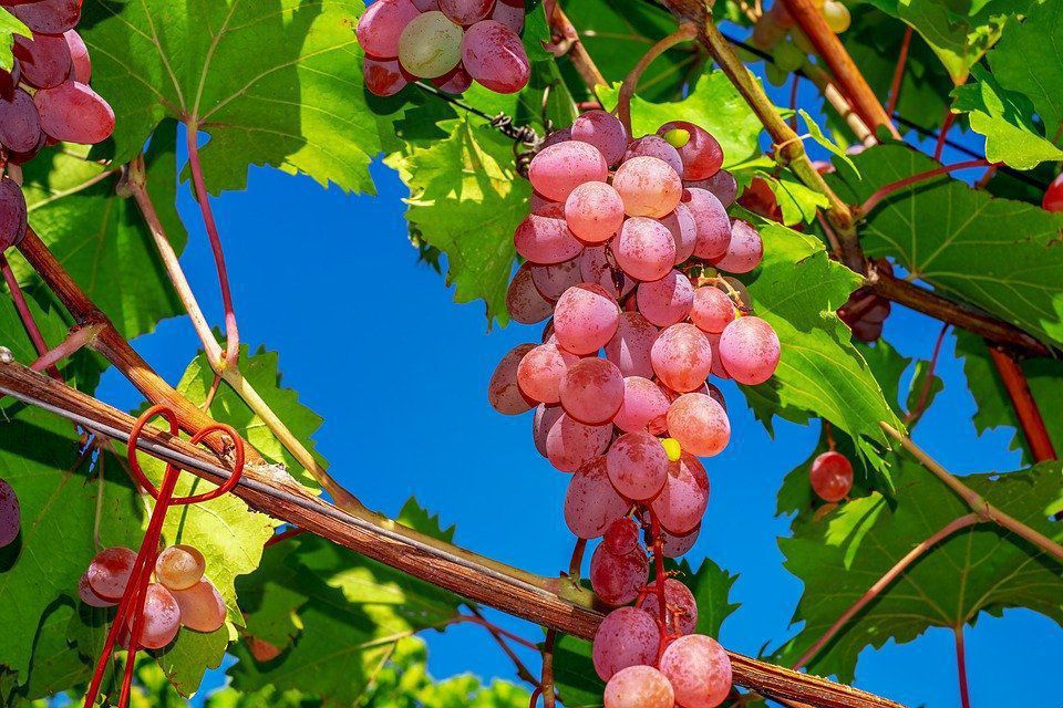 Ці 4 процедури щодо догляду за виноградом варто встигнути зробити до середини вересня. Початок вересня — важливий період для догляду за виноградом.