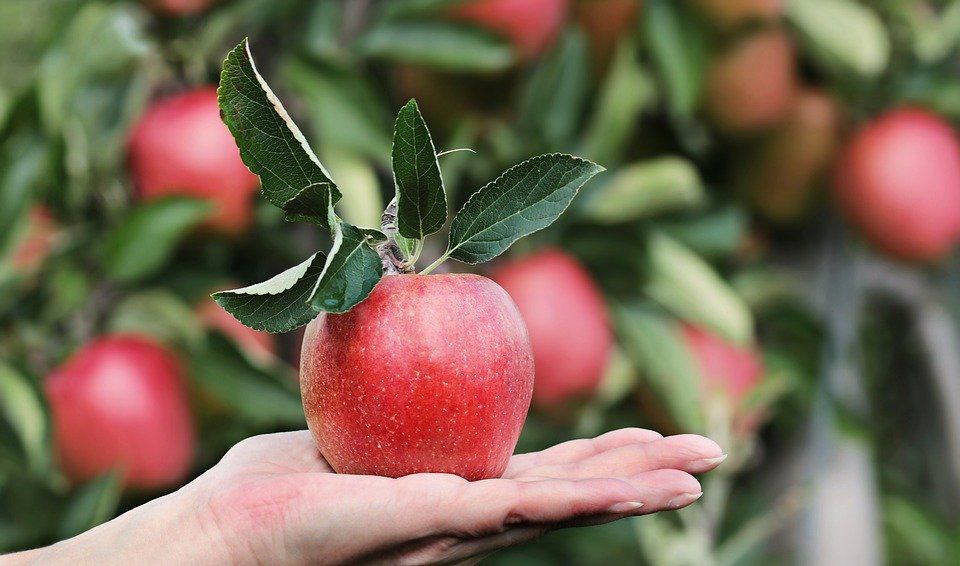 Найкращі осінні підгодівлі для підвищення врожайності груш та яблунь. Чим підживити груші та яблуні восени.