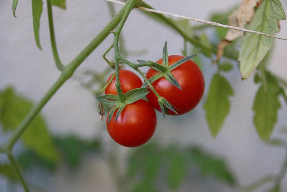 Які осінні роботи позбавлять від необхідності садити помідори на розсаду. Ці хитрощі дозволять не садити помідори на розсаду навесні.