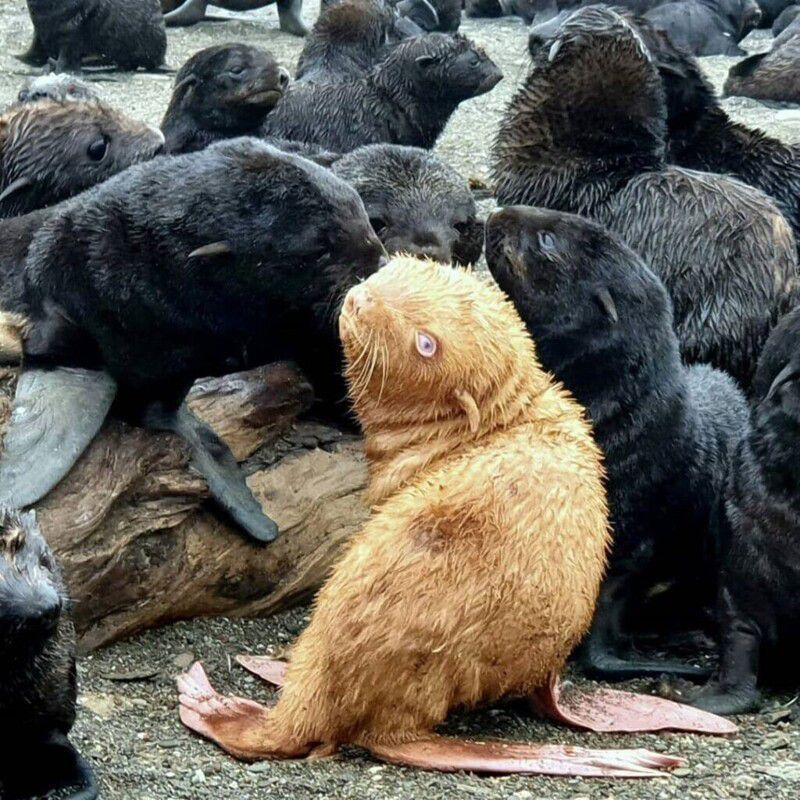 Біолог виявив біля берегів Охотського моря дитинча морського котика рідкісного кольору. Малюк відрізняється від решти колонії своїм рудим забарвленням, блакитними очима і рожевими ластами.