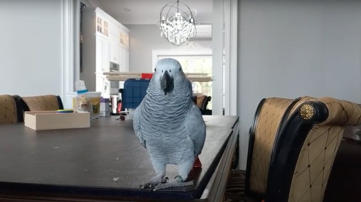 Цей папуга показує на веселому відео як вміє гавкати, хрюкати та нявкати. Той ще пародист!