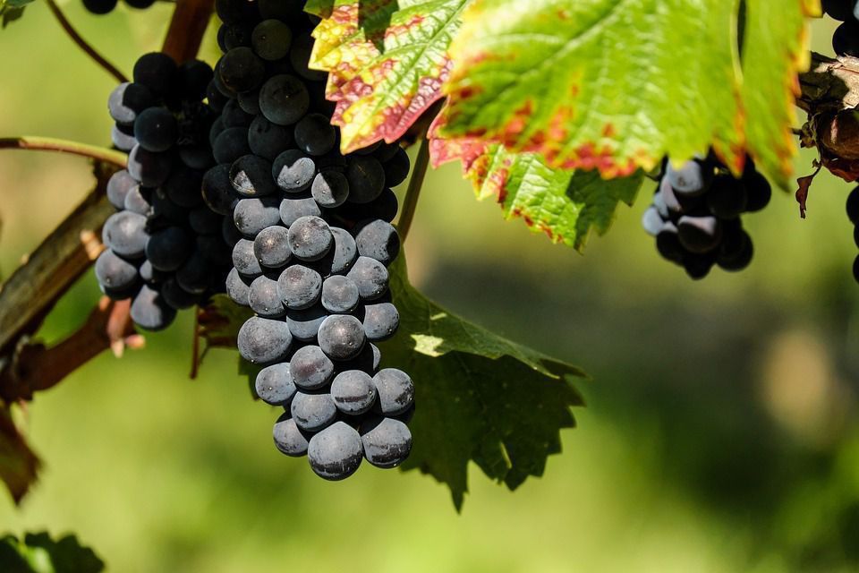 Чим корисний для винограду кальцій та як його правильно вносити. Кальцій здатний позбавити виноград від багатьох проблем.