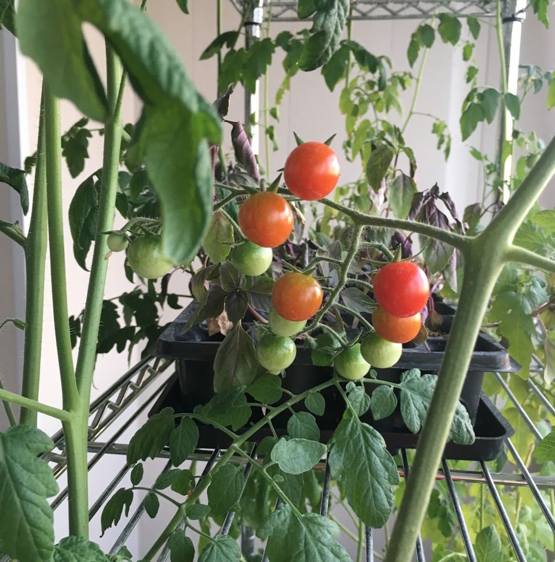 Як виростити кімнатні помідори з живців, щоб насолоджуватися смачними плодами на Новий рік. Клонуємо томати живцюванням.