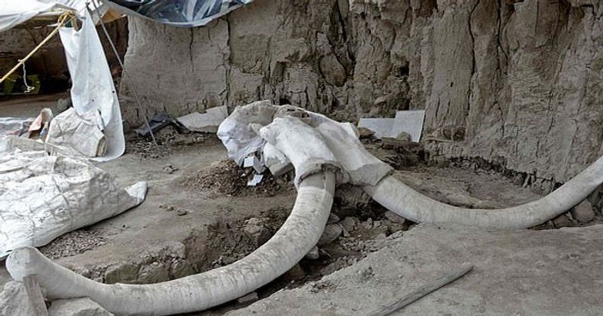 Під час будівництва аеропорту в Мексиці, було знайдене кладовище мамонтів. Тварини могли бути вбиті стародавніми людьми або загинути в болоті.