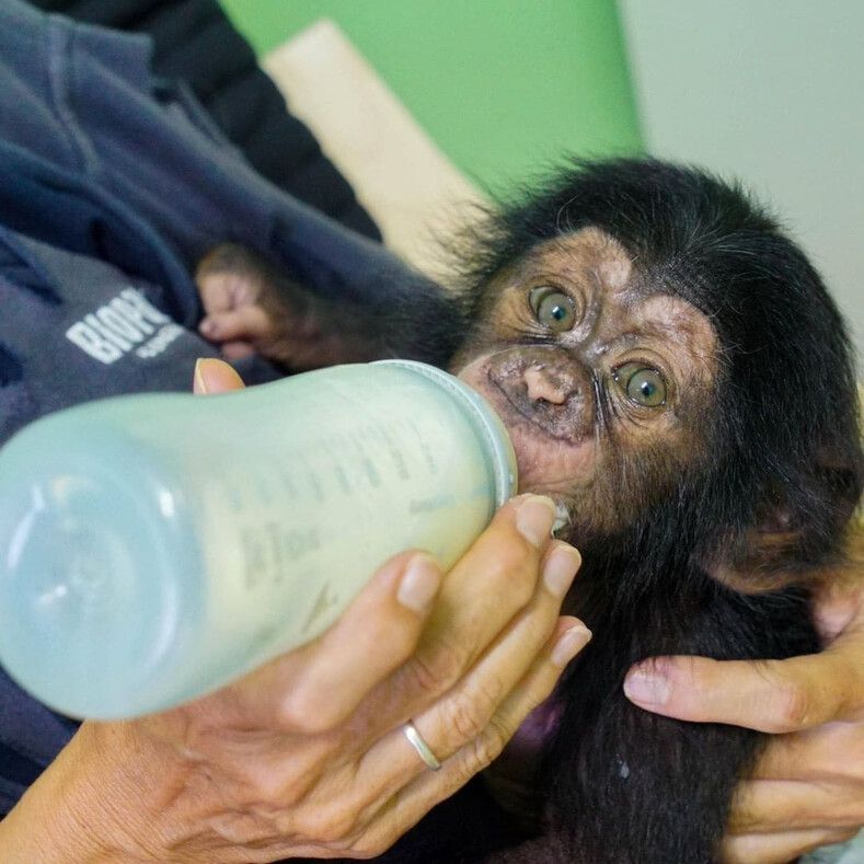 Кинутому дитинчаті шимпанзе, м'яка іграшка, на час замінила маму. Зворушлива історія сталася у світі тварин в одному із зоопарків іспанського містечка Малаги.
