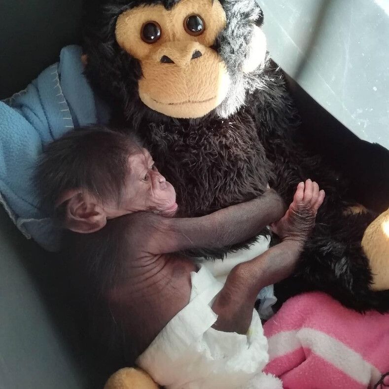 Кинутому дитинчаті шимпанзе, м'яка іграшка, на час замінила маму. Зворушлива історія сталася у світі тварин в одному із зоопарків іспанського містечка Малаги.