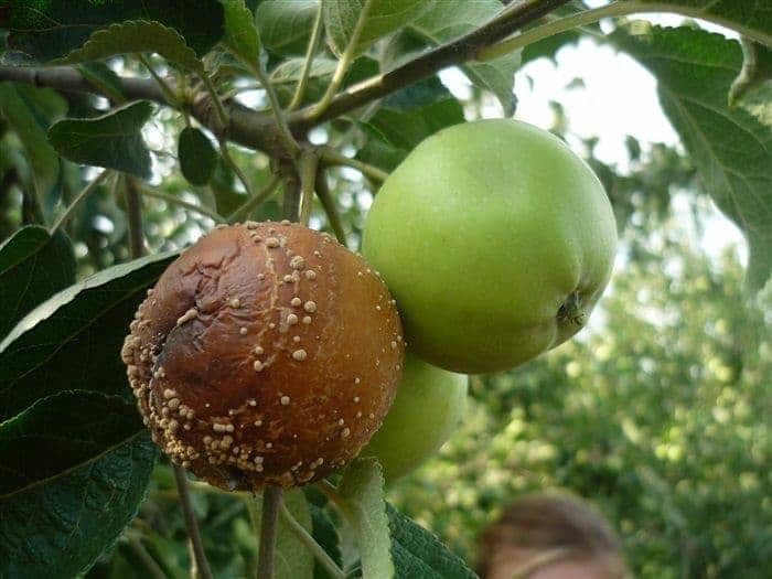 Як врятувати яблуню, якщо вона захворіла на плодову гниль. Плодову гниль на яблунях необхідно лікувати.