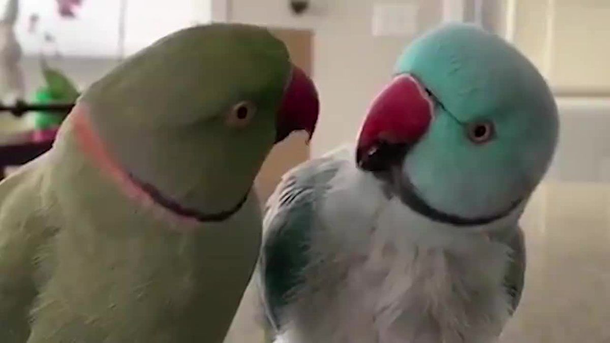 Два папуги влаштували справжнісіньку "людську" бесіду та встигли і посваритися, і помиритися. Наговорили один одному не зрозумій чого, але здається, все закінчилося добре.
