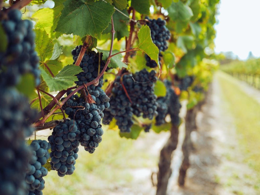 Який тип формування виноградного куща обрати — найпоширеніші варіанти. Виноградникам-початківцям на замітку.