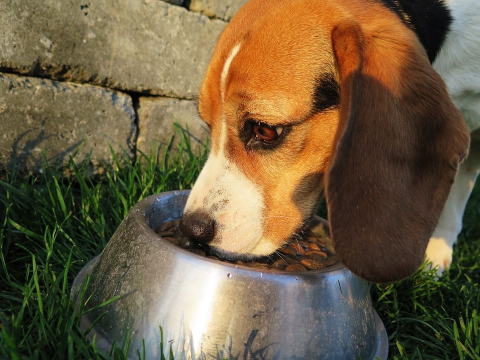 6 причин, через які ваш собака постійно голодний. Для постійного голоду у собаки є кілька причин.