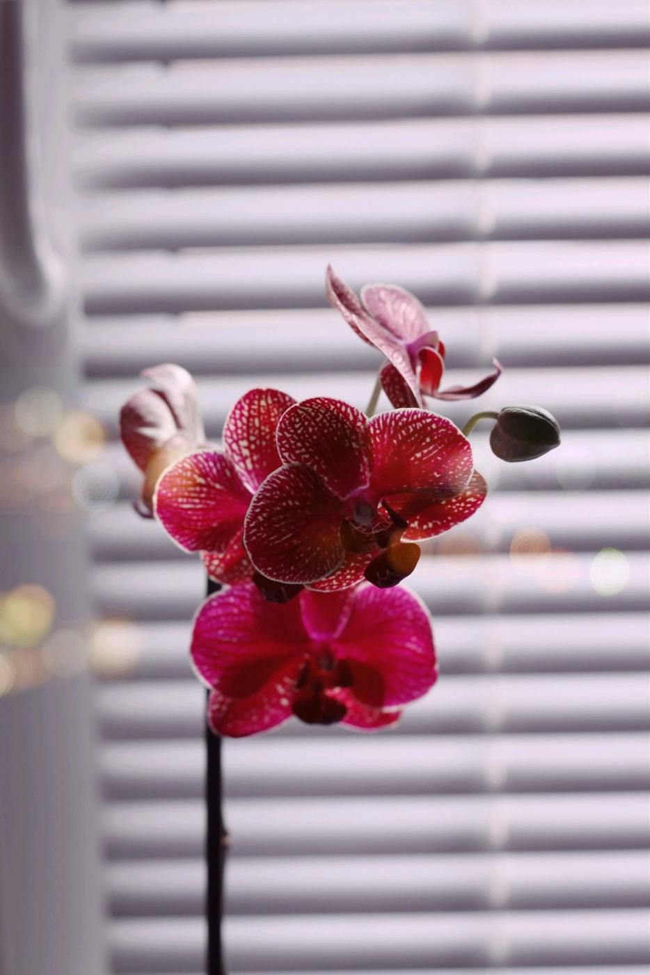 Прозорий горщик для орхідеї — необхідність чи данина моді. Чи дійсно для орхідеї потрібен тільки прозорий горщик? Спростовуємо відомий міф.