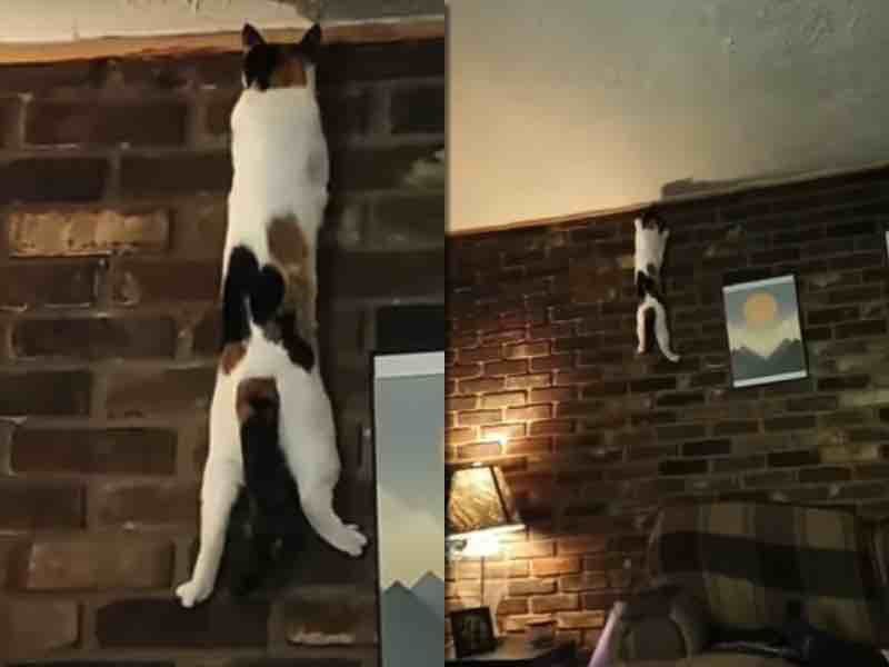 Кіт спробував підкорити висоту, але лише налякав свою господиню. Скасувати закон всесвітнього тяжіння не вдалося, але ніхто не постраждав.