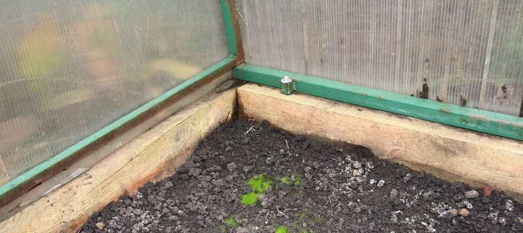 Що робити з теплицею, якщо ґрунт у ній став зеленим або на ньому виріс мох. Від моху у теплиці можна позбутися.