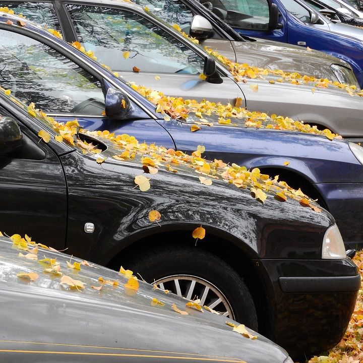 Чому опале листя небезпечне для вашого автомобіля. 5 серйозних проблем, які опале листя доставлять машині та її власнику.