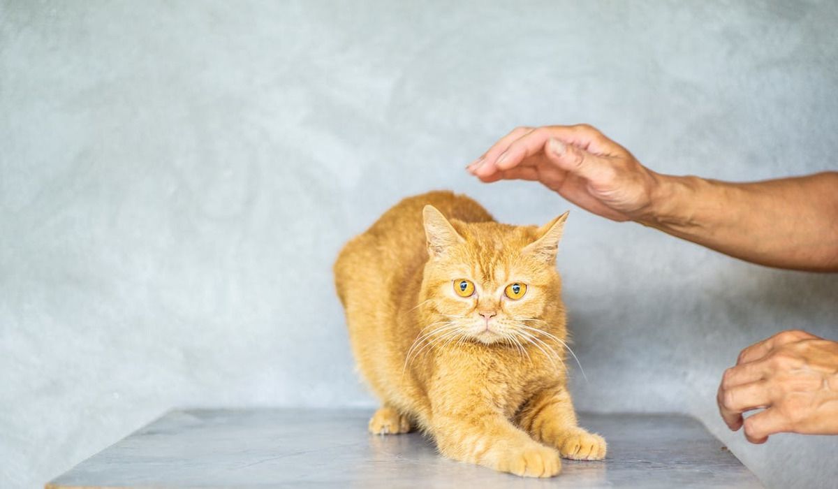 Як завоювати прихильність чужого кота — 3 важливі правила. Коти з підозрою ставляться до гостей у своєму домі, але подружитися з ними — цілком реально.