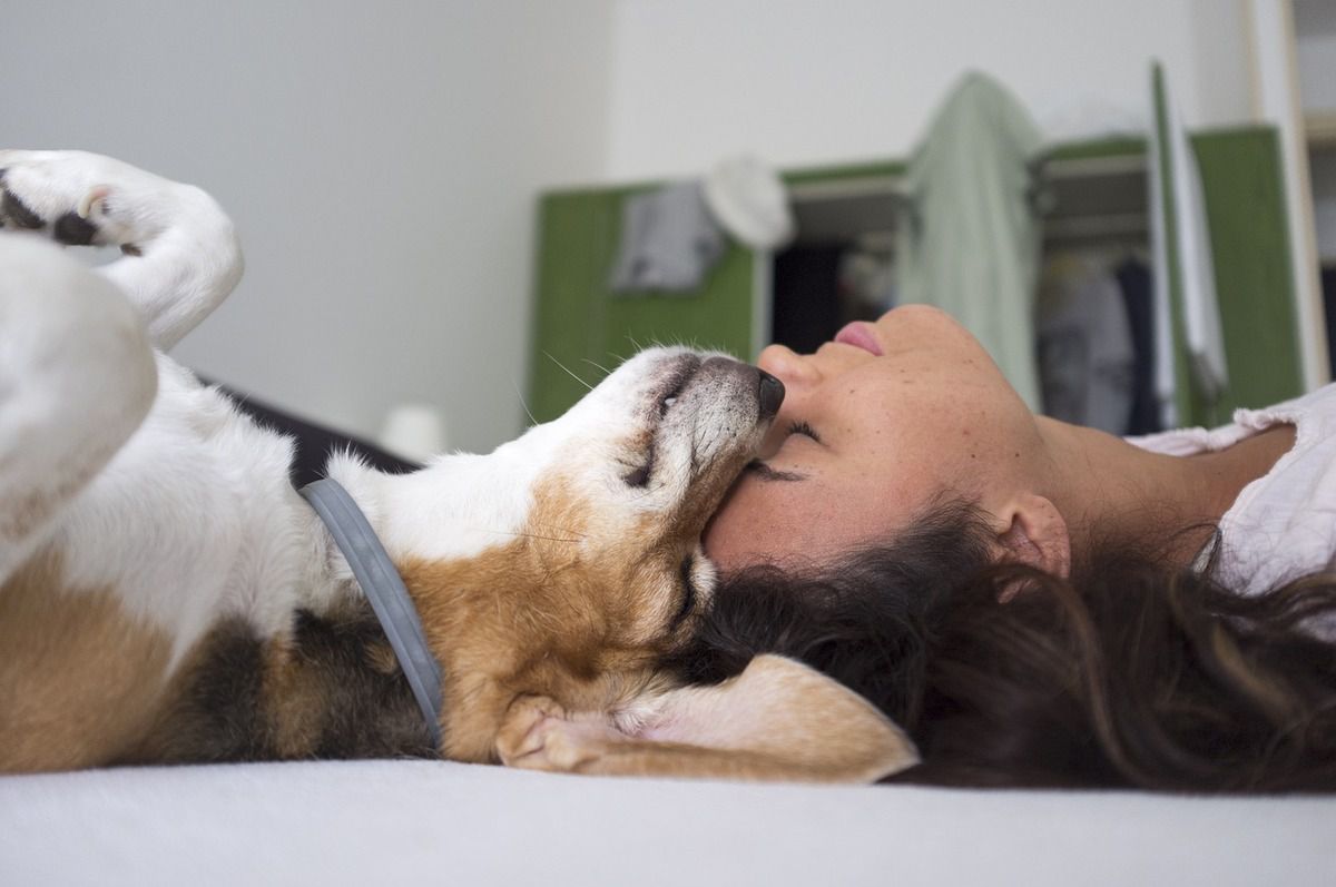 Зоопсихологи розповіли про 5 способів, як показати собаці свою любов. Будь-який господар мріє висловити свою любов до тварини на зрозумілій тій мові.