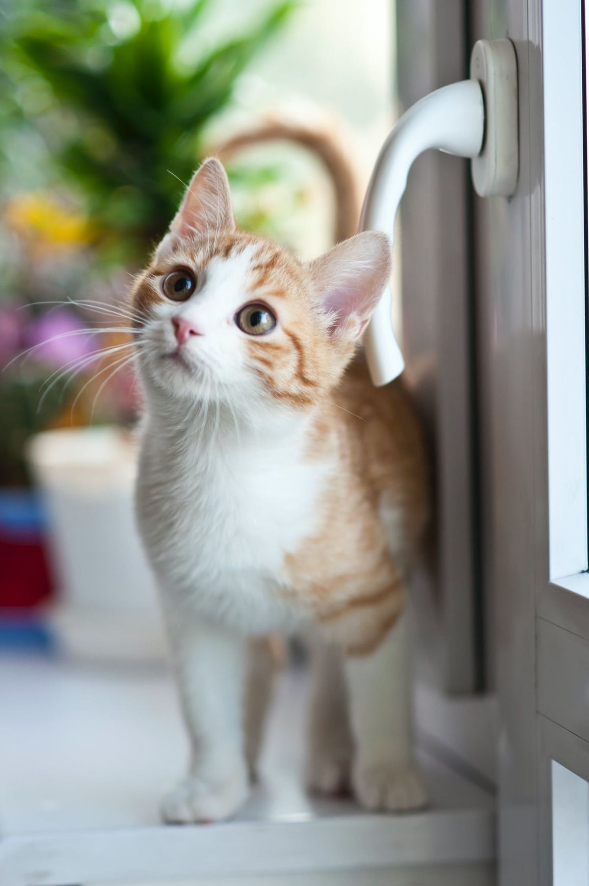 Як з поведінки кішки можна дізнатися ставлення домашнього вихованця до гостя. Як пухнастики показують свою симпатію до гостей.