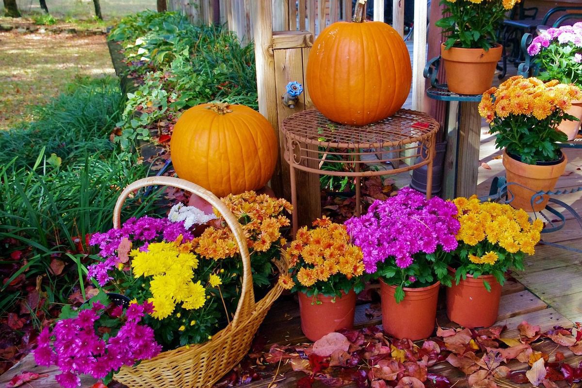 Як оживити сад та квітник восени: 5 цікавих способів. Додаємо яскравих фарб осінньому саду та прикрашаємо квітник.