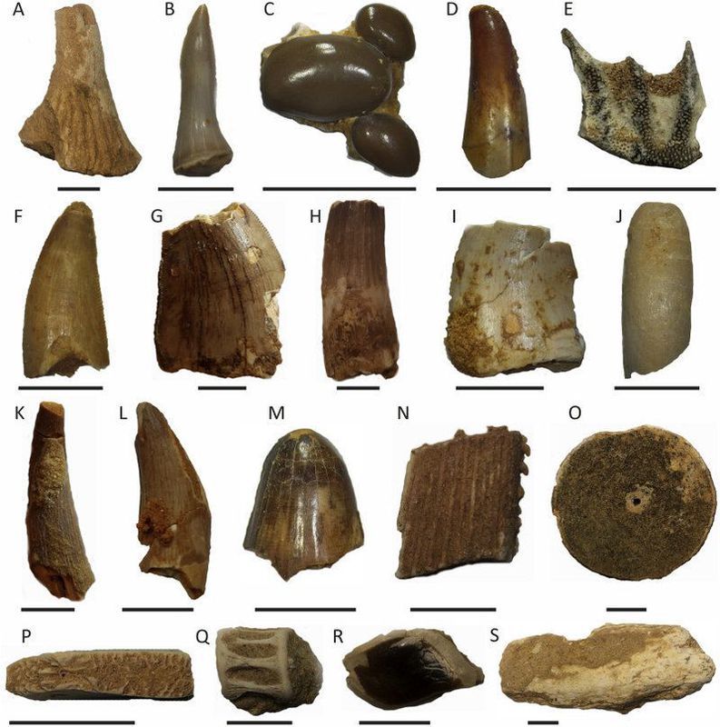 У Марокко археологи знайшли зуби доісторичного «річкового чудовиська». Вчені виявили понад 1200 зубів хижака.