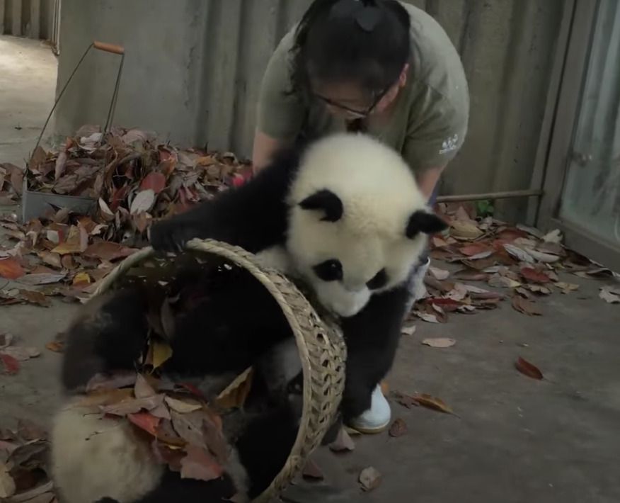 Працівниця зоопарку марно намагалася змести опале листя — з оравою маленьких панд, це виявилося неможливим. Користувачі соціальних мереж в захваті від відеоролика.