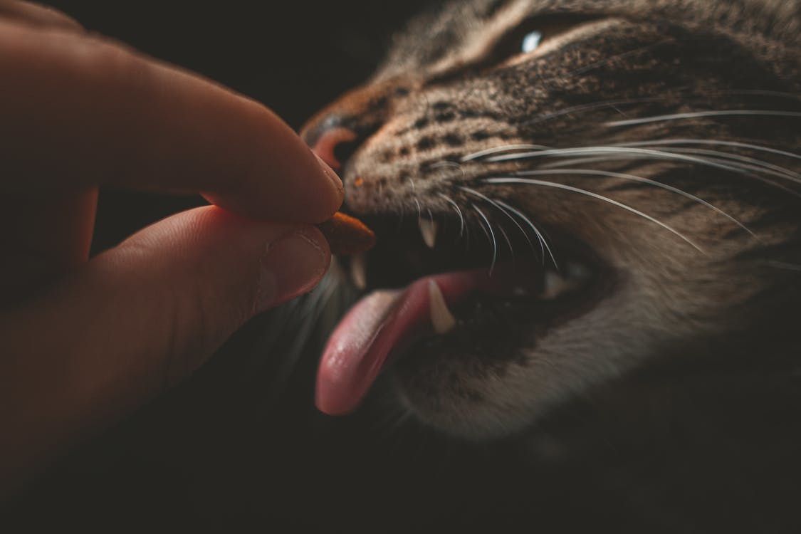 Які смаки коти відчувають більш яскраво, а які — не сприймають узагалі. У котів набагато менше смакових рецепторів, ніж у людей.