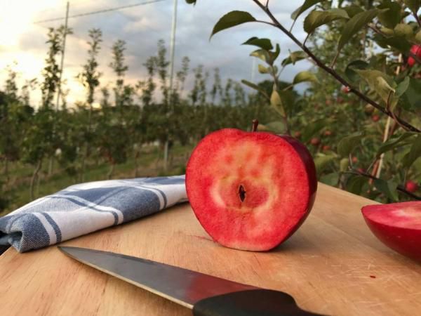 Дівчина показала фото наполовину з'їденого яблука, але воно здається цілим. І це не оптична ілюзія, а такий сорт яблука. Фото яблука "зламало" людей і закони природи.