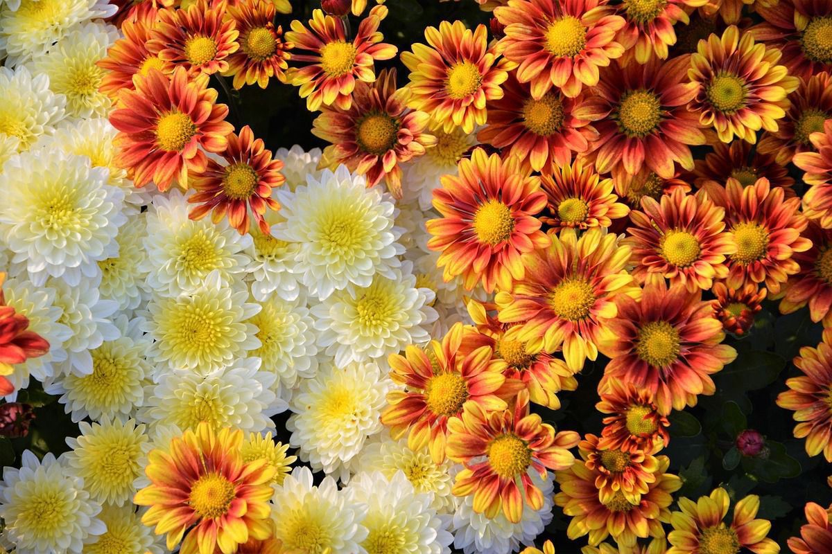 5 багаторічних рослин, які до пізньої осені будуть радувати вас своїми яскравими барвами. Які квіти зроблять яскравішою таку сумну пору року, як осінь.