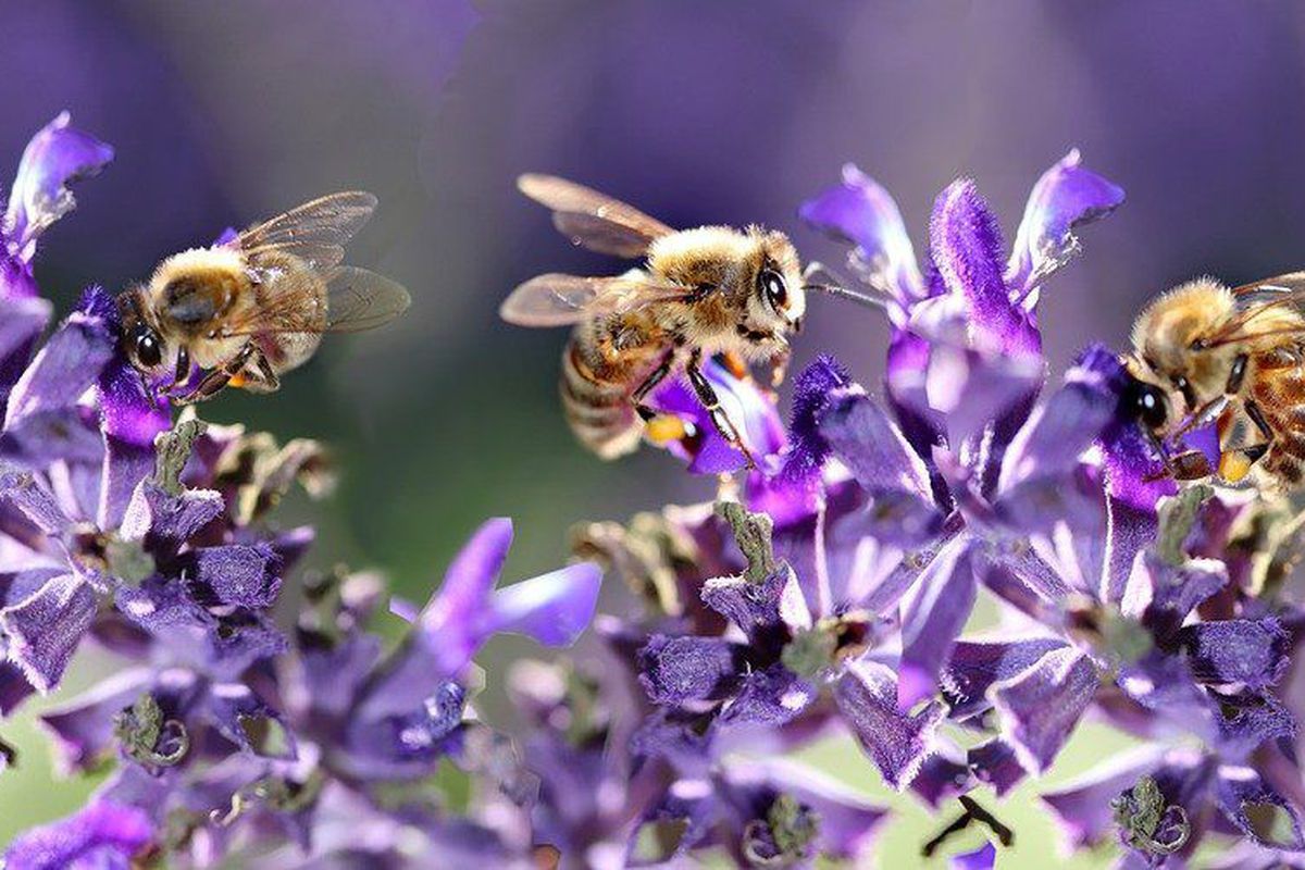 Як забруднення навколишнього середовища впливає на комах-запилювачів. Чому комахи перестають запилювати квіти.