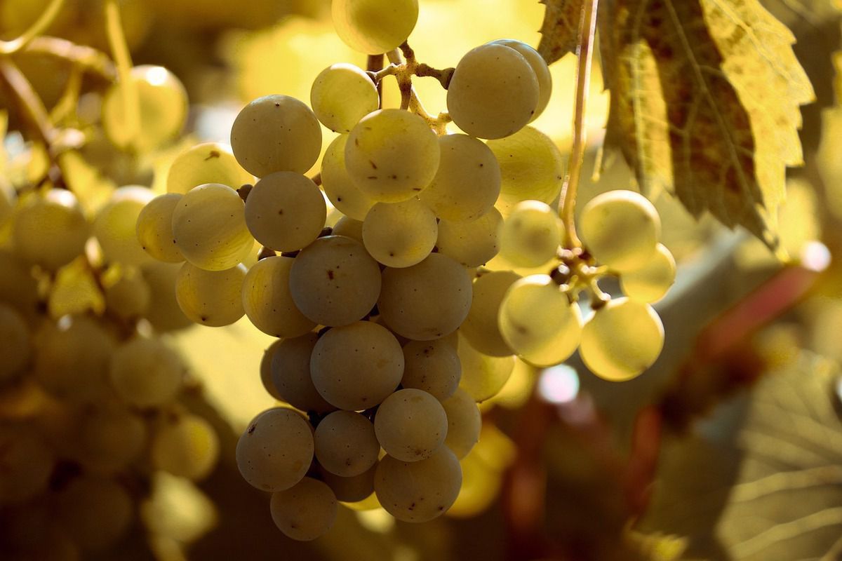 Коли виноград може завдати шкоди здоров'ю. На що звернути увагу при покупці та вживанні.