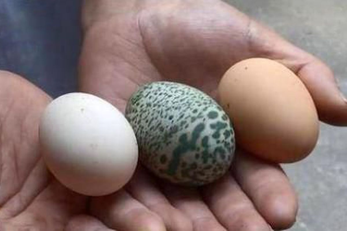 Курка фермерки стала справжнім нащадком динозаврів. І такий висновок можна зробити через знесене нею яйце. Курка фермерки знесла дивне яйце, колір якого не можуть пояснити навіть вчені.