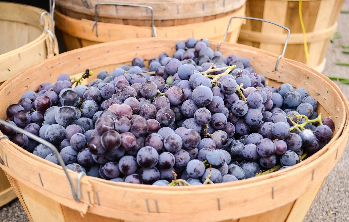 Як зберегти виноград свіжим якомога довше. Способи тривалого зберігання винограду.