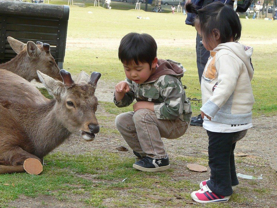 Як японці виховують своїх дітей і чому вони виростають успішними. Особливості виховання японських дітей в ранньому віці.