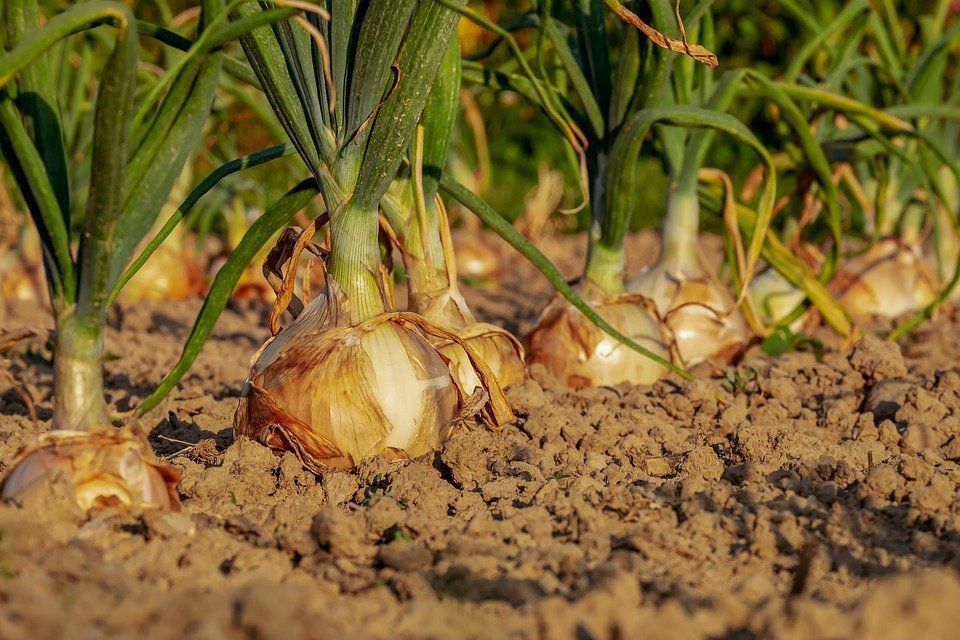 Озима цибуля: 10 секретів вирощування для гарного врожаю. Як виростити багатий урожай цибулі.