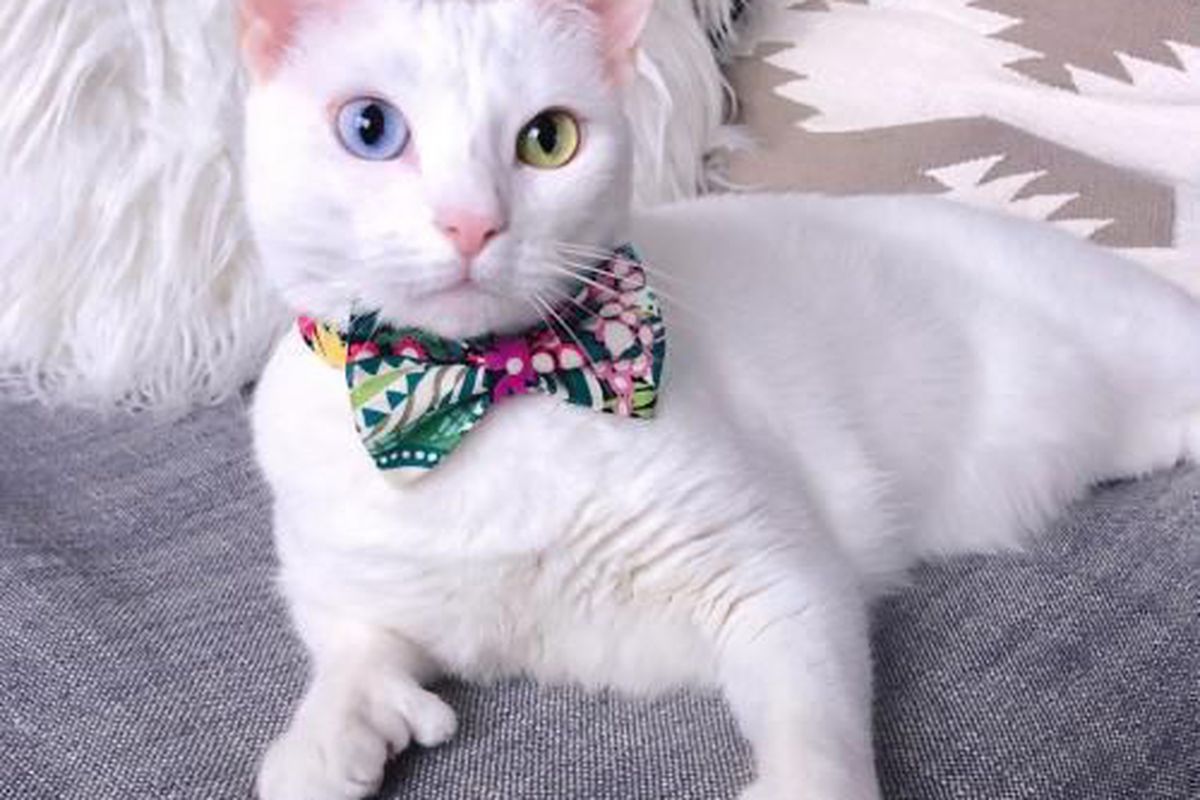Кішка стала зіркою Instagram завдяки своїм незвичним очам та лапкам. Через генетичні аномалії кішка стала зіркою соцмережі.