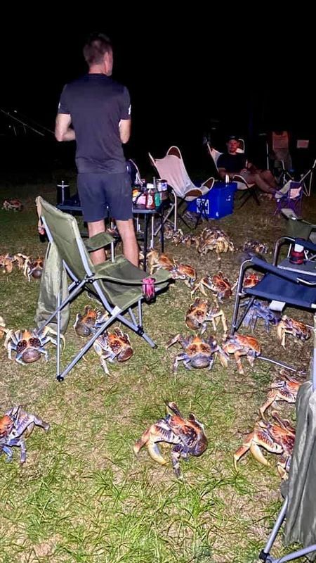 Десятки величезних голодних крабів порушили сімейний пікнік в Австралії. І туристам ще дуже навіть пощастило!