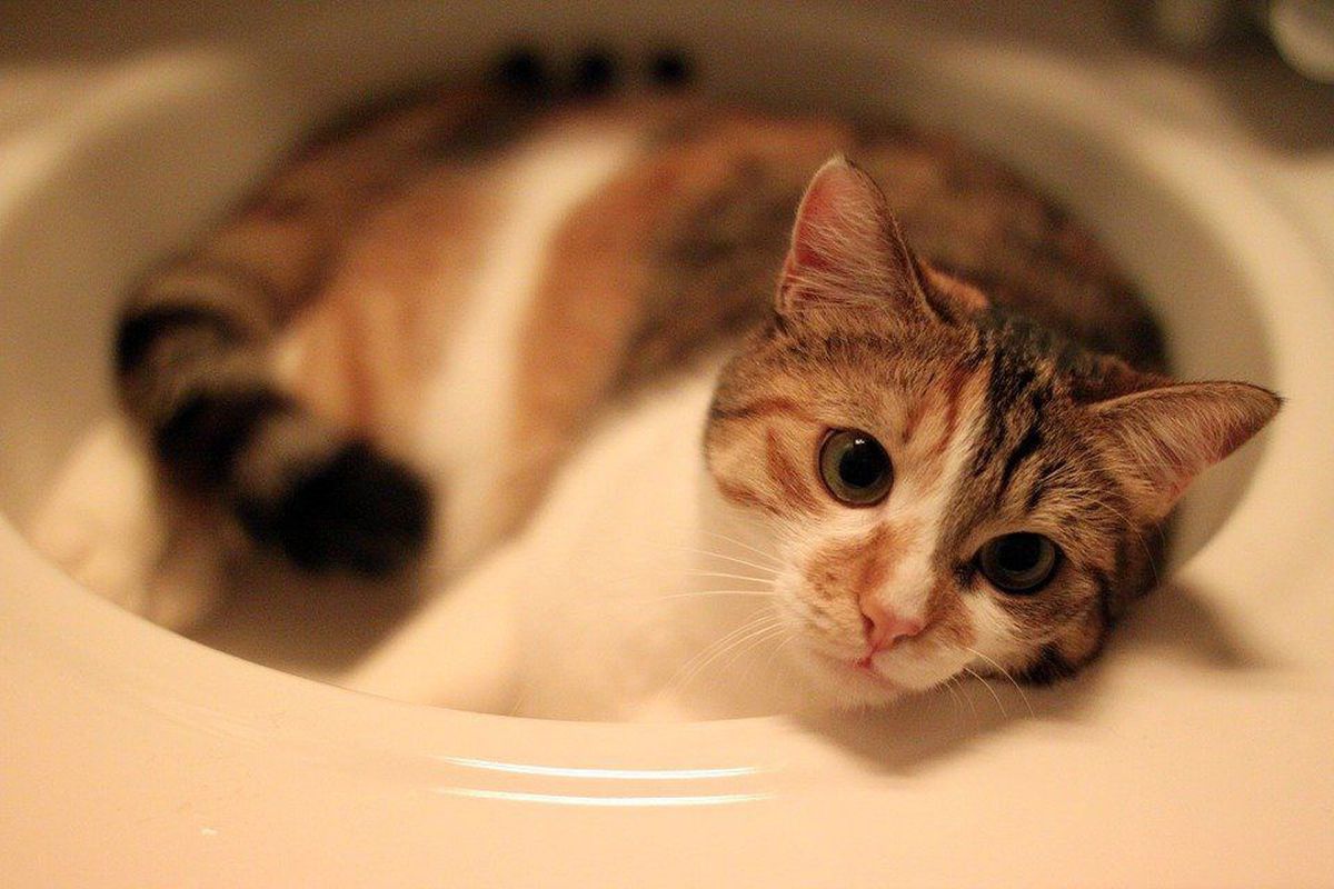 Кішка годинами любила спати в раковині, не даючи помити руки, і тоді господарям в голову прийшла цікава ідея. Ось що вони придумали!