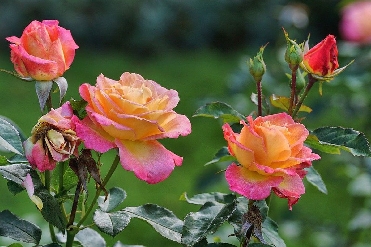 Щоб троянди цвіли все літо, приділіть якомога більше їм уваги в жовтні. Що зробити з трояндами восени, щоб вони довго цвіли влітку.