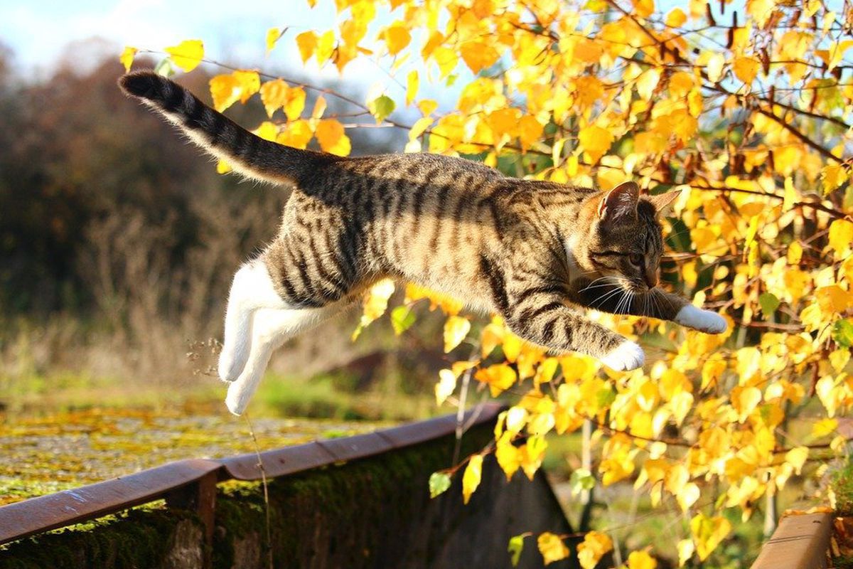 Чому кішки завжди приземляються на чотири лапи, з якого б положення вони не почали падіння. Відгодовані домашні улюбленці в цю категорію не входять.
