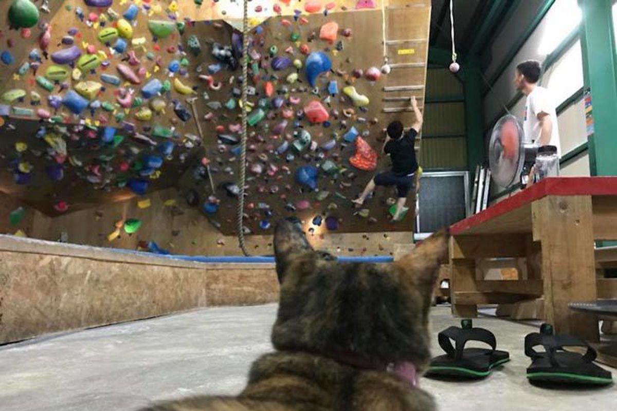 Вуличну кішку прихистили на скеледромі, а вона віддячила за доброту своїми неймовірними навичками в скелелазінні, які підкорили мережу. Кішка Лала живе в залі для скелелазіння і займається ним кожен день. А відео з її тренування облетіло мережу та стало вірусним.
