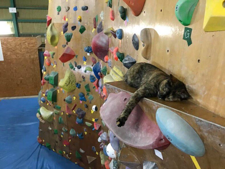 Вуличну кішку прихистили на скеледромі, а вона віддячила за доброту своїми неймовірними навичками в скелелазінні, які підкорили мережу. Кішка Лала живе в залі для скелелазіння і займається ним кожен день. А відео з її тренування облетіло мережу та стало вірусним.