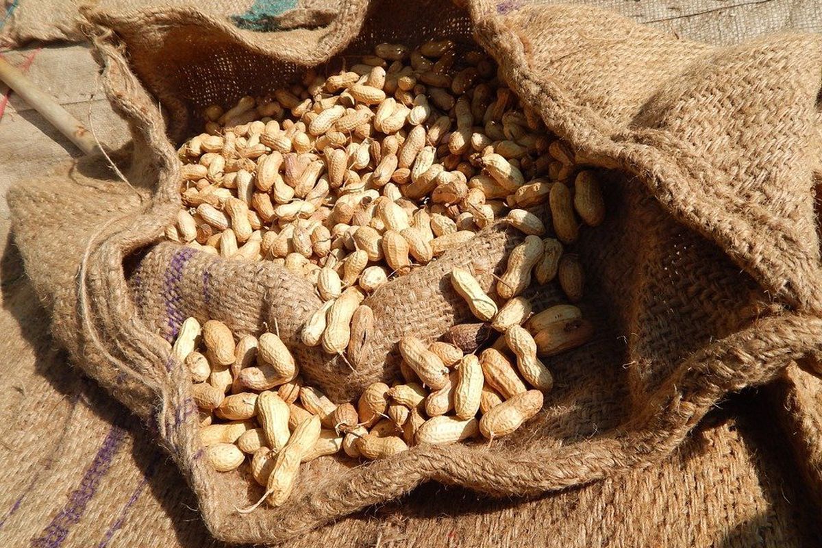 Чому медики не рекомендують вживати арахіс у великій кількості. Чим небезпечне зловживання арахісом.