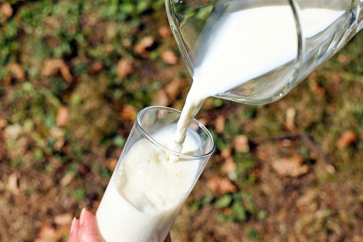 Якої шкоди може завдати надмірне вживання молока для організму людини. Скільки можна вживати молока на добу.